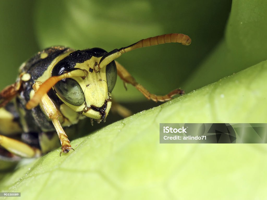 Wasp extreme closeup  Alien Stock Photo