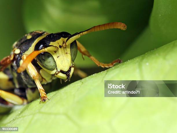 Wasp Extreme Closeup Stock Photo - Download Image Now - Alien, Animal Eye, Black Color