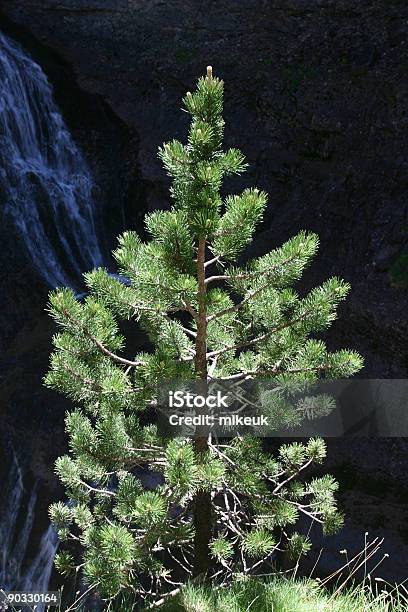 Photo libre de droit de Arbre De Noël Rétroéclairé banque d'images et plus d'images libres de droit de Arbre - Arbre, Bois, Branche - Partie d'une plante