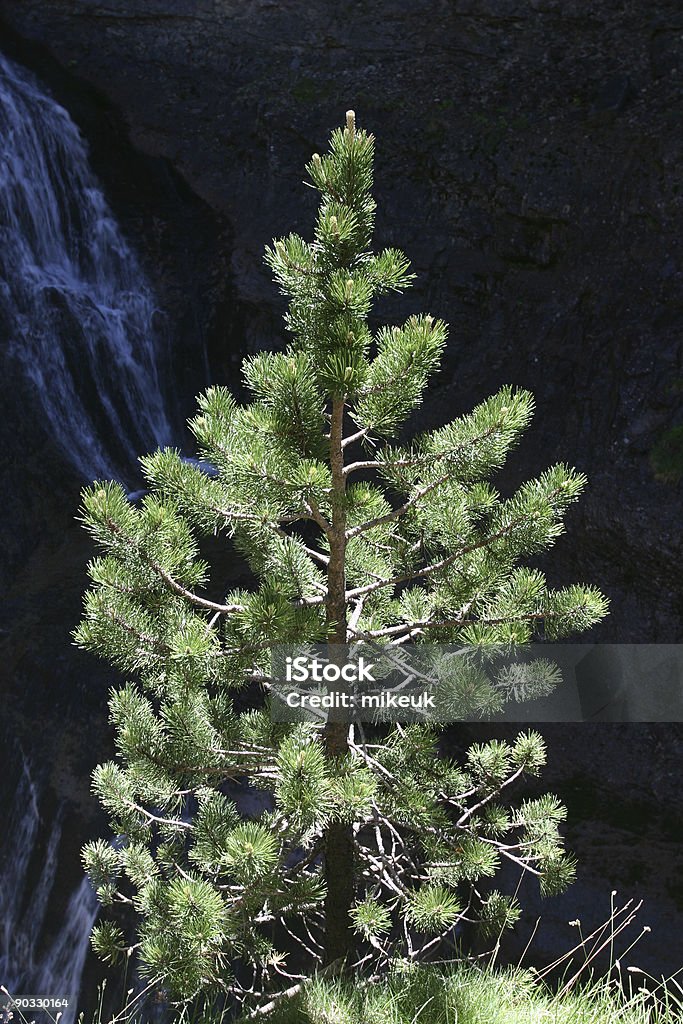 Iluminação da árvore de Natal - Foto de stock de Bosque - Floresta royalty-free