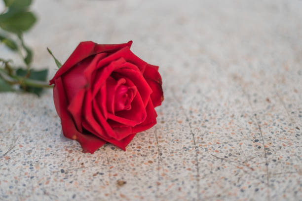 istock Red rose flower on stone floor in Valentine's Day 903302402