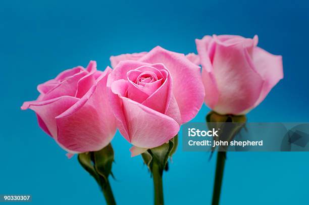 Trzy Różowe Róże Z Blue - zdjęcia stockowe i więcej obrazów Barwne tło - Barwne tło, Bez ludzi, Fotografika