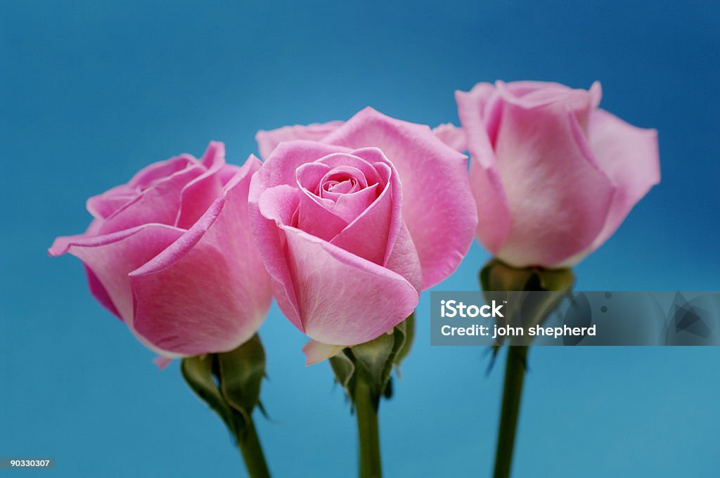 Três rosas cor-de-rosa com Azul - Foto de stock de Beleza natural - Natureza royalty-free