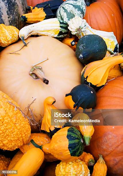 Gourds E Pumpkins - Fotografie stock e altre immagini di Abbondanza - Abbondanza, Alimentazione sana, Ammucchiare