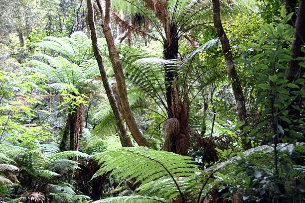 istock large natural ferns growing in rain forest Hawaii 90330398