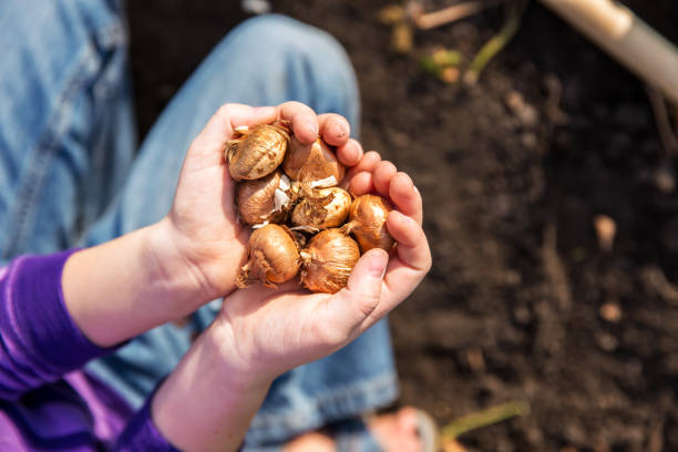 Child Holding Handful of Flower Bulbs Close-up of a young girl's hands as she holds a handful of flower bulbs she is about to plant in the garden. plant bulb stock pictures, royalty-free photos & images
