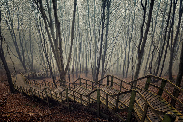 Moody Fog Shrouded Trees at  Møns Klint Denmark Atmospheric toned colour picture of the forest at Møns Klint in Denmark that surround the staircase that leads down to the beach from the cliff top. With the trees enveloped by fog on an early spring day. Photographed looking down at the stairway as descends out of view almost like an M C Escher drawing. zealand denmark stock pictures, royalty-free photos & images