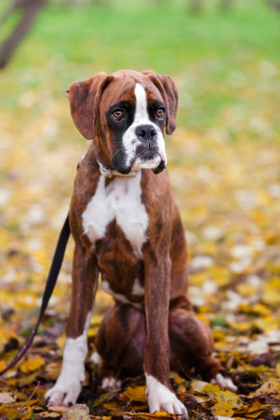 istock Boxer dog with leash sitting in autumn park 903305824