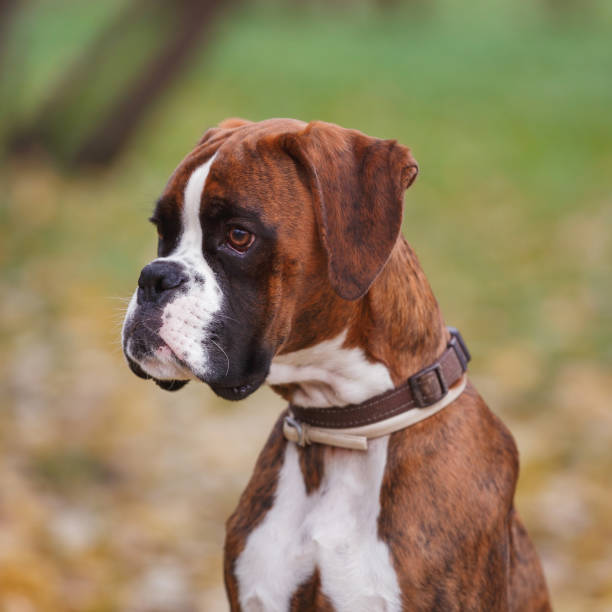 istock Portrait of German boxer dog sitting 903305892