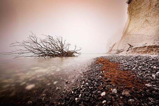 Atmospheric colour picture of a tree that has fallen from the cliff top and into the sea below it at Møns Klint in Denmark. A long exposure was used to enhance the mood with fog swirling around the fallen tree. Horizontal format, toned colour with some copy space.