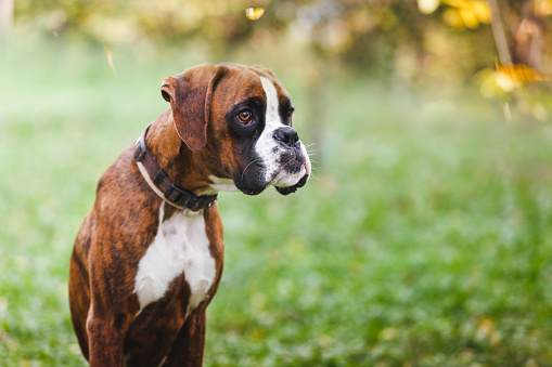 Portrait of brown boxer puppy sitting on grass in the park, selective focus, large copy space
