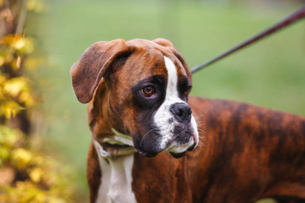 Nice portrait of a boxer dog sitting in a public park at sunset