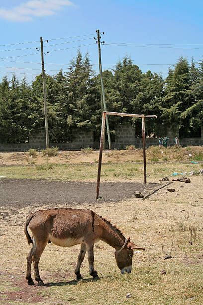 중유럽식 당나귀 by 축구 음높이 - animal africa ethiopia mule 뉴스 사진 이미지