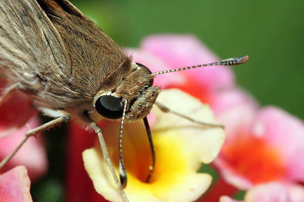 istock Macro of moth having a meal 90330797