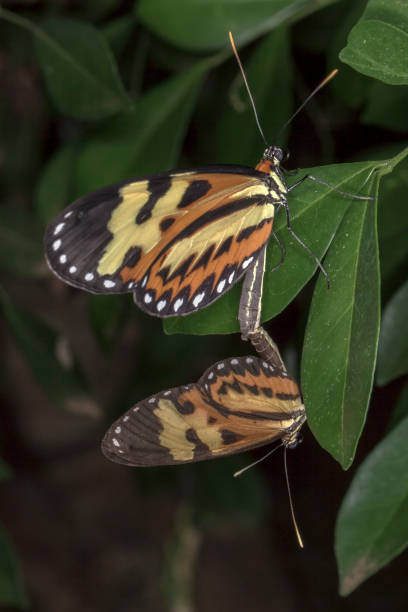 istock copulating butterflies extreme close up - copulating butterflies macro photo 903308964