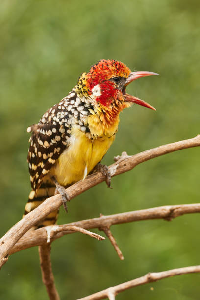 Red and yellow barbet Beautiful red and yellow barbet, a colorful african bird, Trachyphonus erythrocephalus red and yellow barbet barbet bird kenya stock pictures, royalty-free photos & images