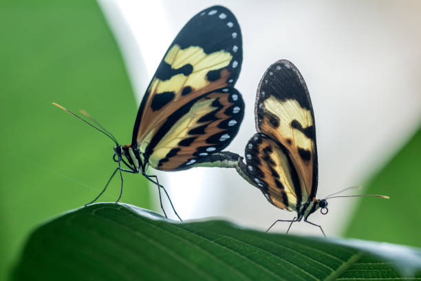 istock copulating butterflies extreme close up - copulating butterflies macro photo 903309558