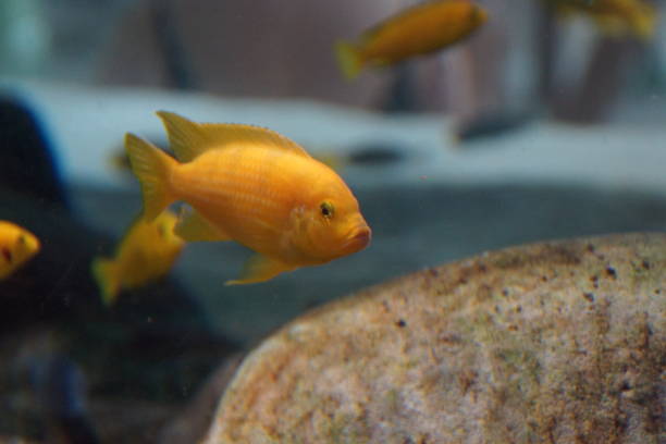 istock Magnificent fishes 903309928