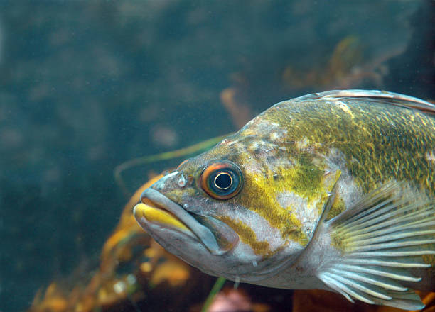 underwater stock photo