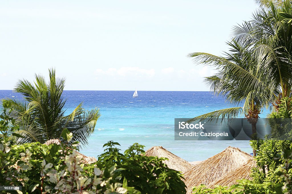 Paradis Tropical - Photo de Arbre libre de droits