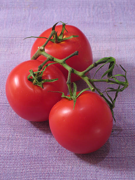 3 tomatos 스톡 사진