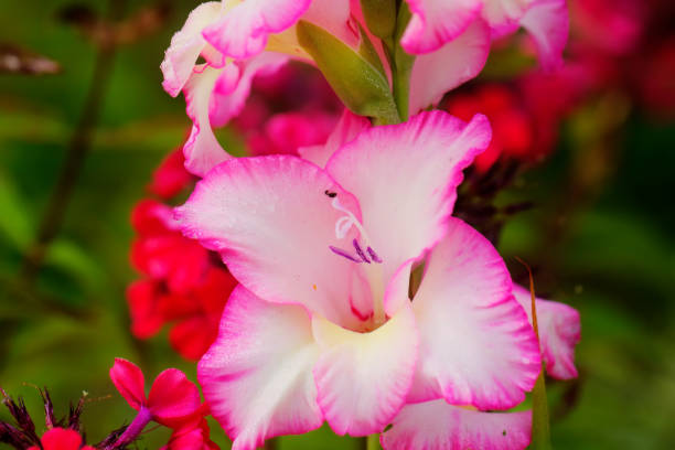 istock Decorative gladiolus. Cultivated flower. 903313590