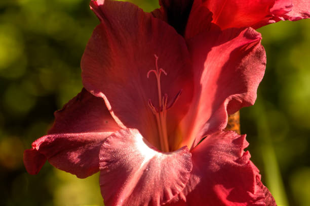 istock Decorative gladiolus. Cultivated flower. 903313620