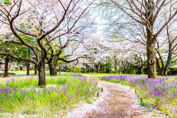 istock Walkway under the Sakura Tree beautiful in Japan 903313728