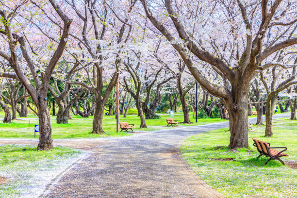 istock Walkway under the Sakura Tree beautiful in Japan 903313730