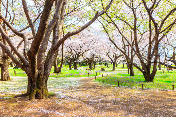 istock Walkway under the Sakura Tree beautiful in Japan 903313774
