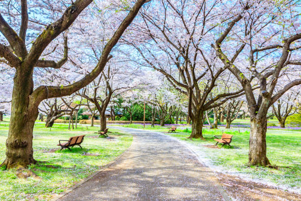 istock Walkway under the Sakura Tree beautiful in Japan 903313776