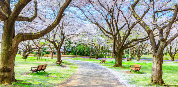 istock Walkway under the Sakura Tree beautiful in Japan 903313778