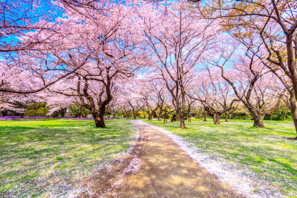 istock Walkway under the Sakura Tree beautiful in Japan 903313912