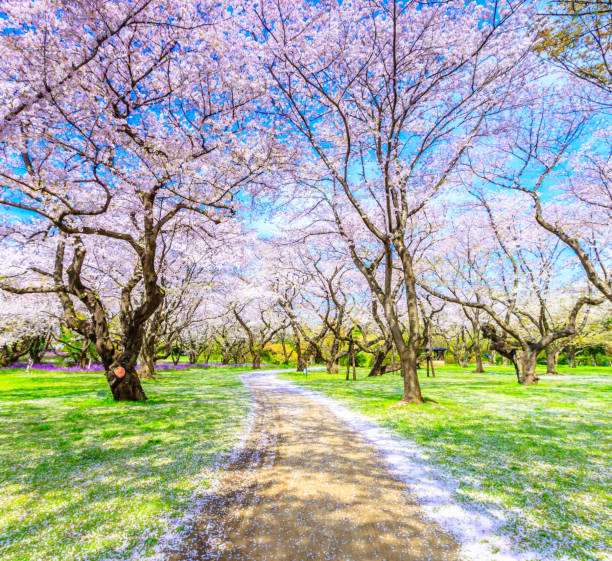 istock Walkway under the Sakura Tree beautiful in Japan 903313916