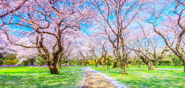 istock Walkway under the Sakura Tree beautiful in Japan 903313922