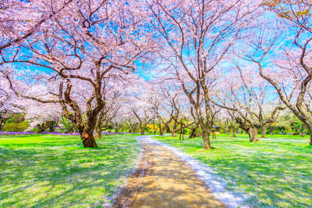 istock Walkway under the Sakura Tree beautiful in Japan 903313924