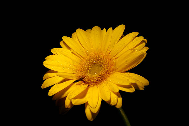 amarillo gerbera sobre fondo negro - interflora fotografías e imágenes de stock