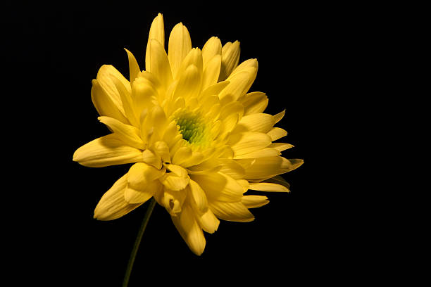 crisantemo amarillo sobre fondo negro - interflora fotografías e imágenes de stock