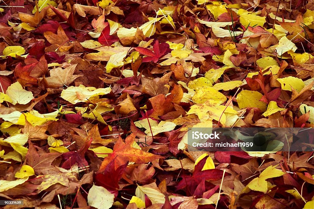 Herbst leafs - Lizenzfrei Baum Stock-Foto