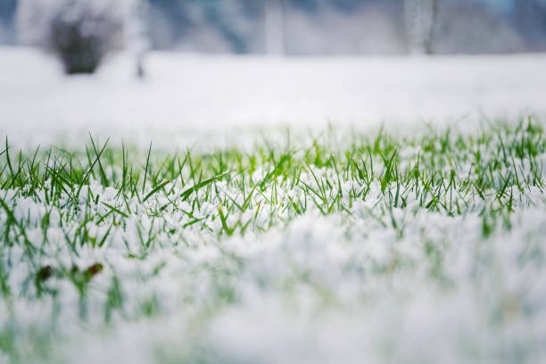 istock Green grass in snow, bush in background, Hello spring concept 903314396