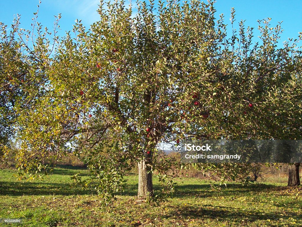 Apple Tree Ina Field Apple Tree 2 Stock Photo - Download Image Now - Agricultural Field ...
