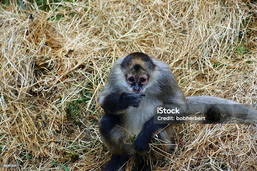Gibbon  Adult Stock Photo