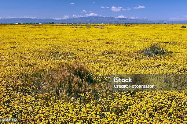 Gelbe Wiese Stockfoto und mehr Bilder von Agrarbetrieb - Agrarbetrieb, Allergie, Asthmatisch