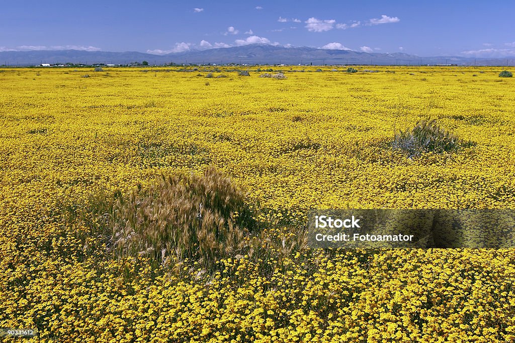 Prairie jaune - Photo de Agriculture libre de droits