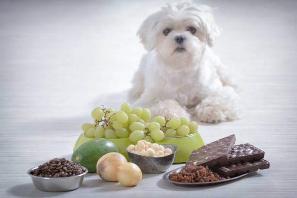 Little dog and food toxic to him Little white maltese dog and food ingredients toxic to him my dog ate milk chocolate stock pictures, royalty-free photos & images