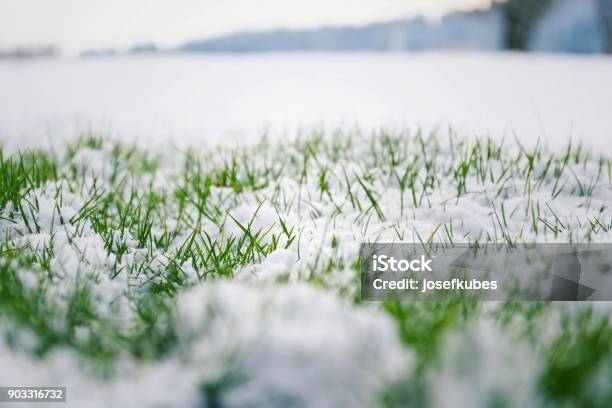 Green Grass In Snow Bush In Background Hello Spring Concept Stock Photo - Download Image Now