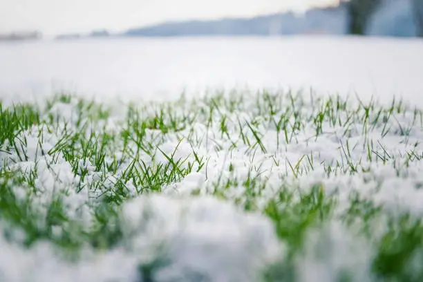 Photo of Green grass in snow, bush in background, Hello spring concept