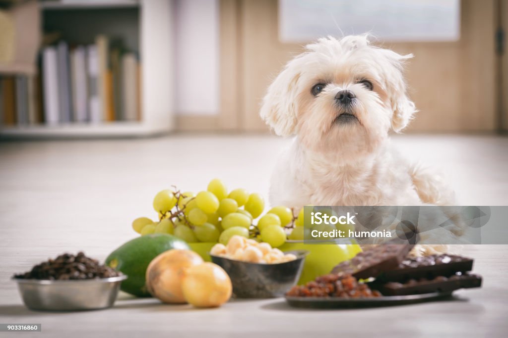 Petit chien et aliments toxiques pour lui - Photo de Chien libre de droits