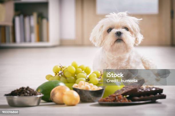 Photo libre de droit de Petit Chien Et Aliments Toxiques Pour Lui banque d'images et plus d'images libres de droit de Chien - Chien, Chocolat, Matière nocive