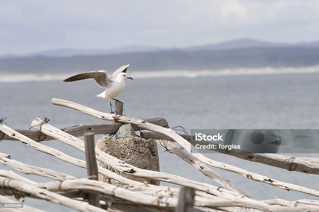seagull on a post Seagull sitting on wooden post - copy space Aquatic Organism Stock Photo